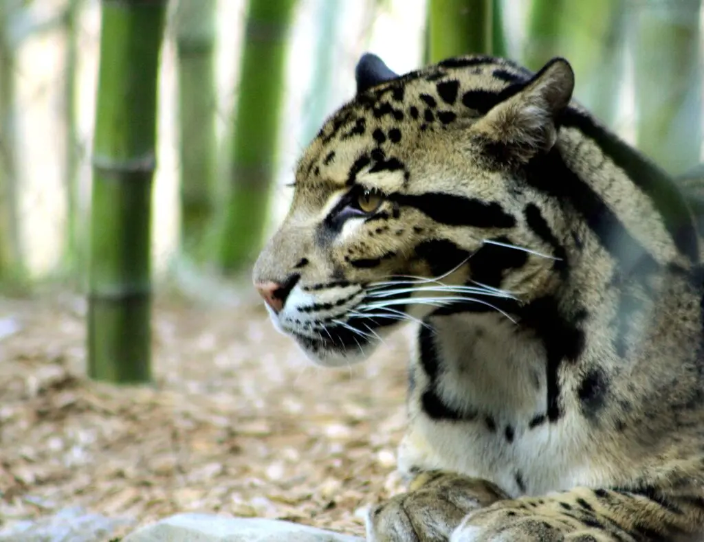 2560px-CloudedLeopardPortrait_NashvilleZoo (1)